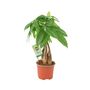 Pachira Money Tree With Braided Trunk – 12cm Pot, thumbnail 6 of 12