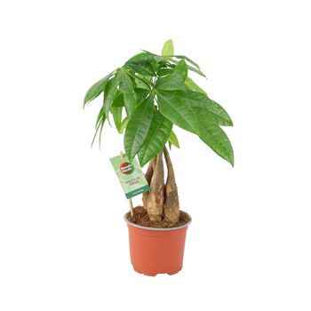 Pachira Money Tree With Braided Trunk – 12cm Pot, 6 of 12