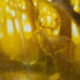 Natures Cathedral, thumbnail 8 of 9