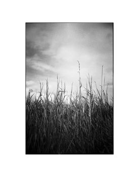 Wild Grasses Iii, Suffolk Photographic Art Print, 3 of 4