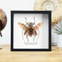 Indonesian Longhorn Beetle Handcrafted Frame, thumbnail 1 of 3