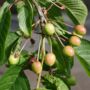Wild Cherry 'The Tree Of Good Fortune' Gift, thumbnail 2 of 5