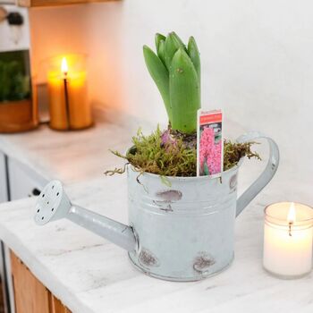 Hyacinth Planter In Metal Watering Can – Gift Ready, 6 of 6