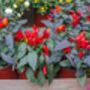 Chilli Plants, 'Super Fresno', thumbnail 8 of 10
