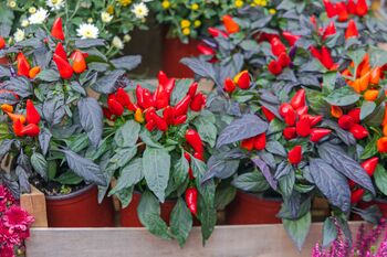Chilli Plants, 'Super Fresno', 8 of 10