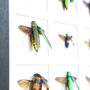Buprestidae Study Mosaic Box Frame Entomology Taxidermy Insects Bug Butterfly Interior Design Modern Home Decor Wall Hanging Gift Ornament, thumbnail 4 of 7