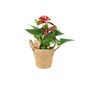 Red Flamingo Flower Anthurium In 12cm Pot, thumbnail 3 of 9