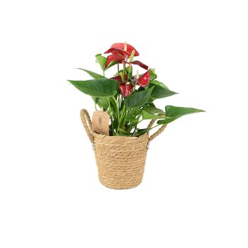 Red Flamingo Flower Anthurium In 12cm Pot, 3 of 9