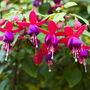 Fuchsia 'Lady Boothby' One Litre Pot, thumbnail 6 of 6