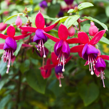 Fuchsia 'Lady Boothby' One Litre Pot, 6 of 6