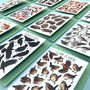 Wildlife Collective Nouns Greetings Card Pack, thumbnail 5 of 11