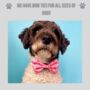 Pink Floral Dog Bow Tie, thumbnail 4 of 4