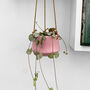 String Of Hearts Trailing House Plant In 6cm Pot, thumbnail 1 of 3