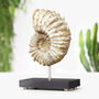 Douvilleceras Ammonite Bespoke Solid Oak Stand Real Authentic Dinosaur Fossil Natural History Interior Design Home Decor Gift Ornament, thumbnail 1 of 4