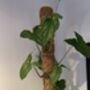 Indoor Plant Support, Adds Structure To Your Plants, thumbnail 5 of 5