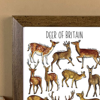 Deer Of Britain Wildlife Watercolour Print, 6 of 6
