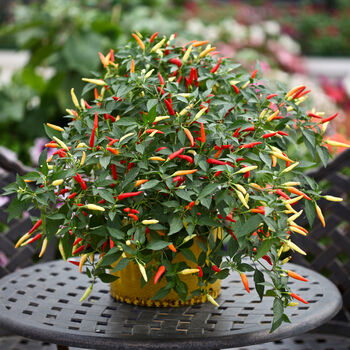Grow Your Own Chilli Seeds Selection Pack, 5 of 7