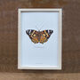 Painted Lady Illustrated Butterfly Print, thumbnail 5 of 5