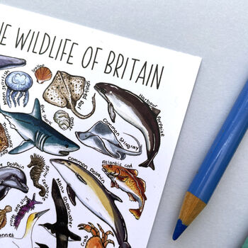 Marine Wildlife Of Britain Watercolour Postcard, 12 of 12