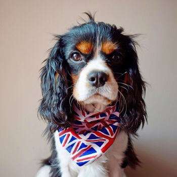 Union Jack Dog Bandana, 5 of 5