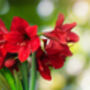 Amaryllis Bulb Pack 'Red' + 'White' Four X Bulbs, thumbnail 8 of 8
