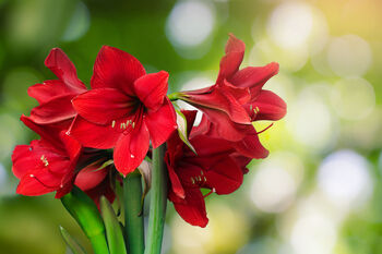 Amaryllis Bulb Pack 'Red' + 'White' Four X Bulbs, 8 of 8