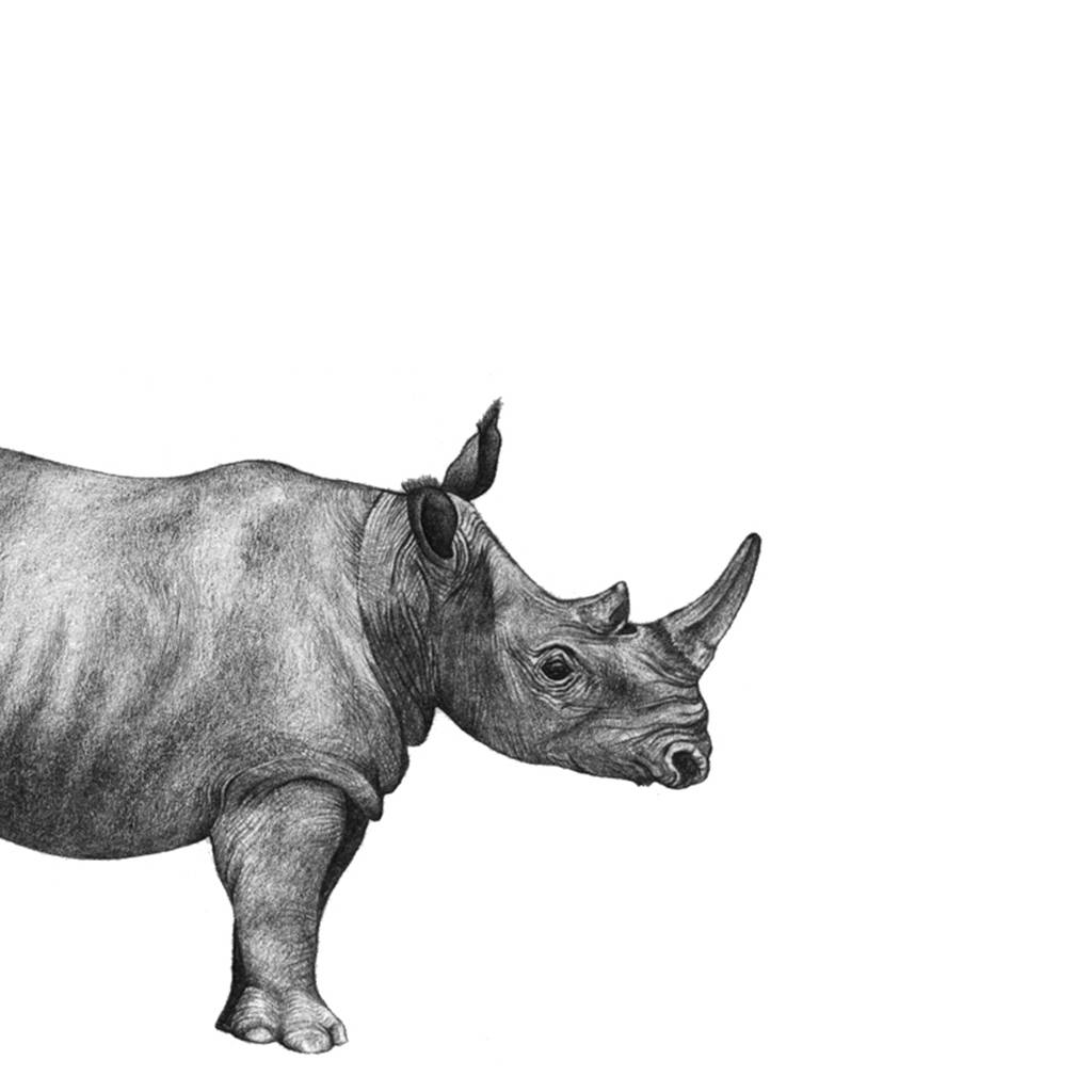 Framed Rhino Print By Lale Guralp | notonthehighstreet.com