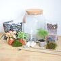 Diy Terrarium Kit With Plants X3 Birthday Plant Gift, thumbnail 3 of 8