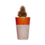 Concrete Pot Tall With Cactus/ Succulent In Orange, thumbnail 2 of 3