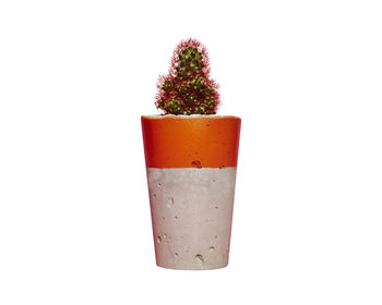 Concrete Pot Tall With Cactus/ Succulent In Orange, 2 of 3