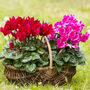 Cyclamen 'See Why' Four X Plant Pack, thumbnail 2 of 5