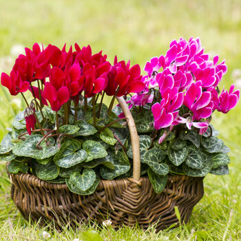 Cyclamen 'See Why' Four X Plant Pack, 2 of 5