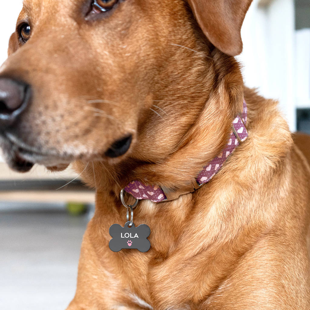 Personalised Special Needs Pet ID Tag By The Little Picture Company ...