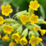 Primula Veris 'Wild Cowslip' In A One Litre Pot, thumbnail 4 of 9