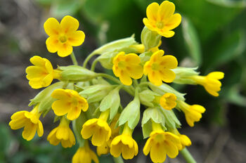 Primula Veris 'Wild Cowslip' In A One Litre Pot, 4 of 9
