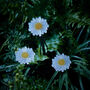 Nine Daisy Flower Solar Stake Lights, thumbnail 4 of 4