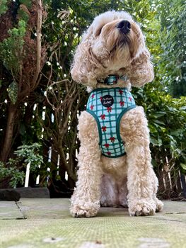 Festive Plaid Christmas Dog Collar, 9 of 9