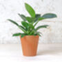 Fluted Terracotta Plant Pot, thumbnail 4 of 8