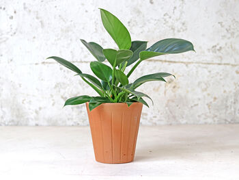 Fluted Terracotta Plant Pot, 4 of 8