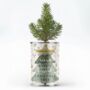 Baby's First Christmas Tree Grow Together Personalised Tin Gift, thumbnail 2 of 3