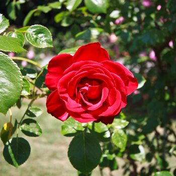 Valentine's Day Rose 'Lovestruck' One Five Litre Pot, 4 of 5