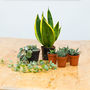 Five Succulent Plant Selection / Gift Set, thumbnail 1 of 4