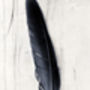 Quill Feather Still Life Fine Art Print, thumbnail 2 of 3