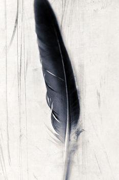 Quill Feather Still Life Fine Art Print, 2 of 3