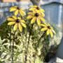 Set Of Five Rudbeckia Flower Sculptures, thumbnail 3 of 7