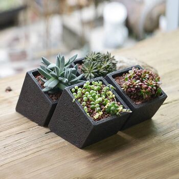 Black Cement Planter With Choice Of Plant, 6 of 8