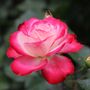 Rose Plants, 'Gaujard', Full Plants In 5 L Pots, thumbnail 1 of 4