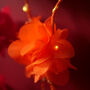 Diwali Marigold Fairy Lights, thumbnail 6 of 6