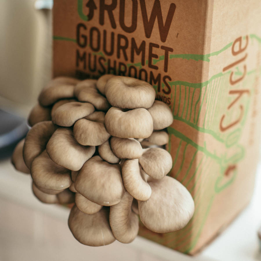 Grow Your Own Mushrooms Kit, 1 of 6