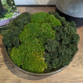 Preserved Moss In A Large Ceramic Handmade Bowl, 3 of 8